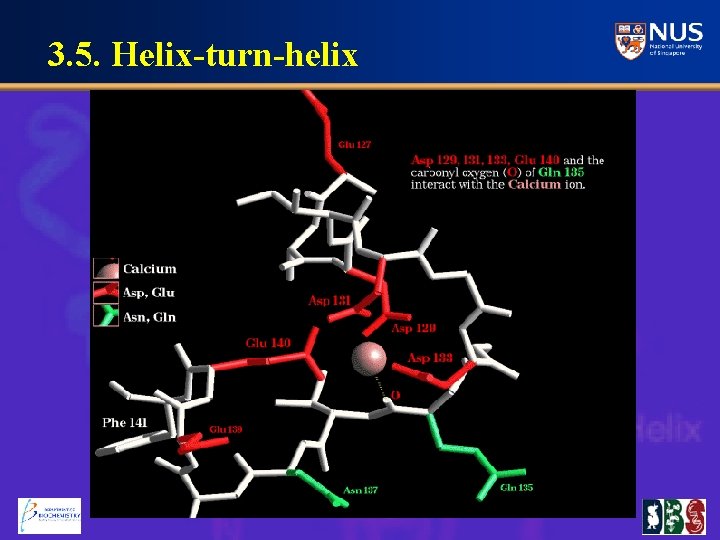 3. 5. Helix-turn-helix 