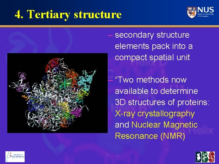 4. Tertiary structure – secondary structure elements pack into a compact spatial unit –