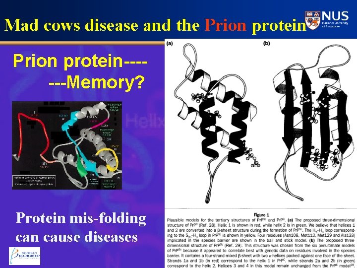 Mad cows disease and the Prion protein------Memory? Protein mis-folding can cause diseases 