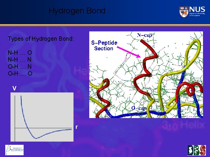 Hydrogen Bond Types of Hydrogen Bond: N-H … O N-H … N O-H …