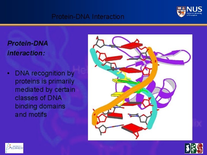 Protein-DNA Interaction Protein-DNA interaction: • DNA recognition by proteins is primarily mediated by certain