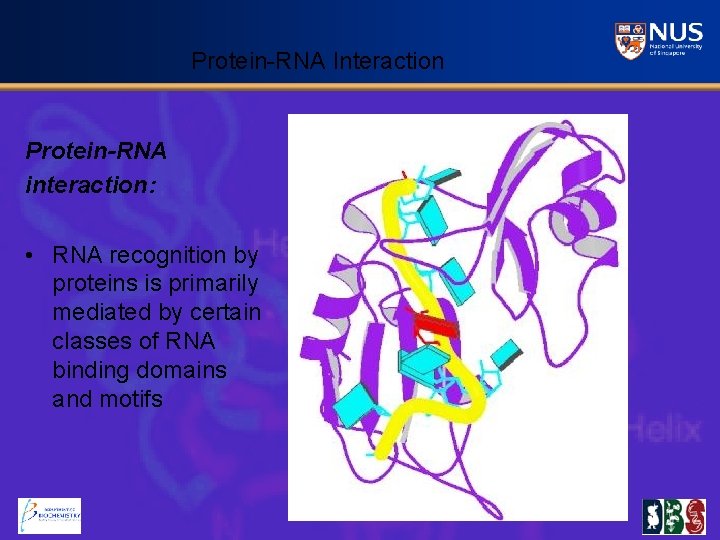 Protein-RNA Interaction Protein-RNA interaction: • RNA recognition by proteins is primarily mediated by certain