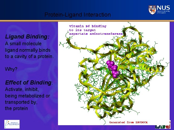 Protein-Ligand Interaction Ligand Binding: A small molecule ligand normally binds to a cavity of