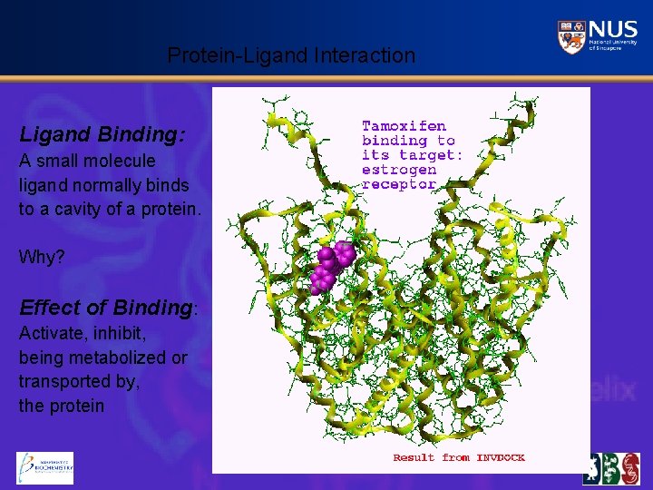 Protein-Ligand Interaction Ligand Binding: A small molecule ligand normally binds to a cavity of