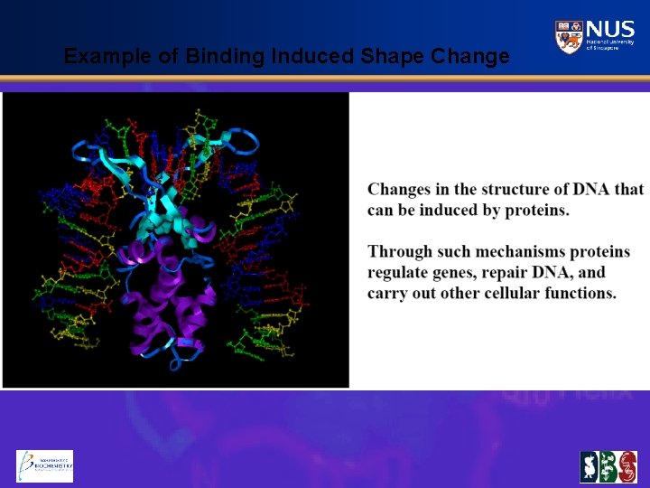 Example of Binding Induced Shape Change 