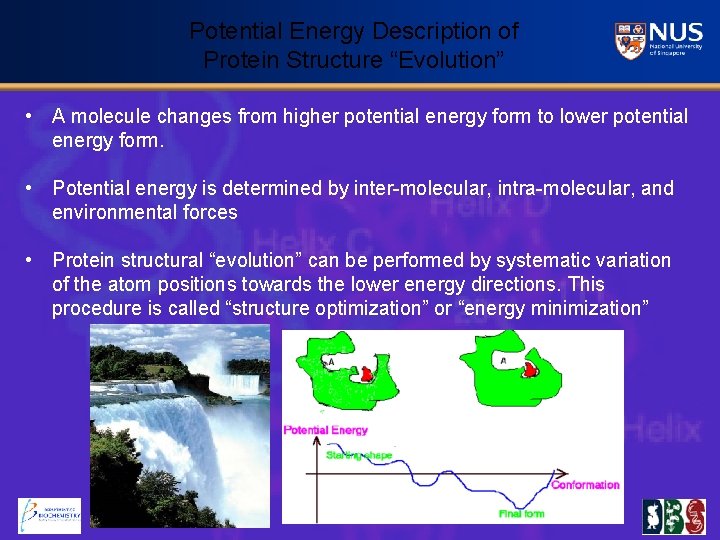 Potential Energy Description of Protein Structure “Evolution” • A molecule changes from higher potential