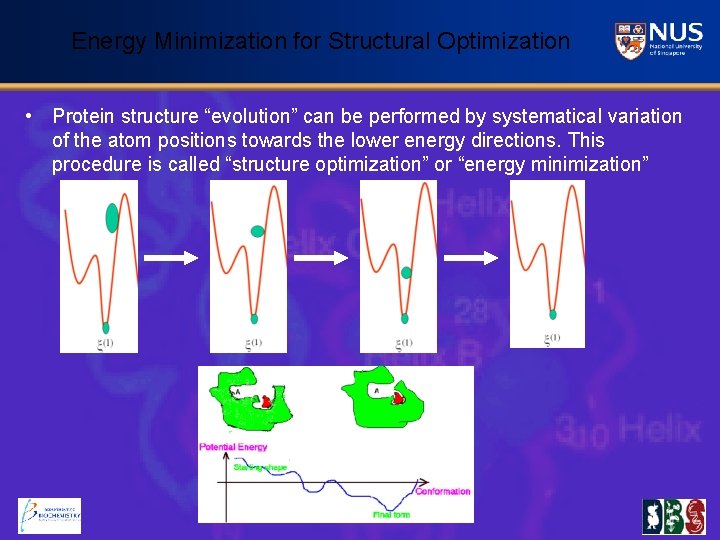 Energy Minimization for Structural Optimization • Protein structure “evolution” can be performed by systematical