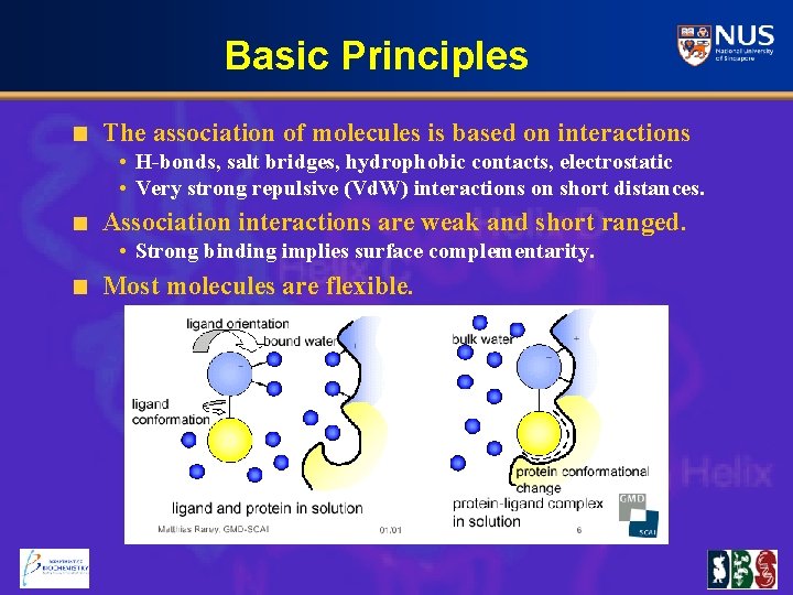 Basic Principles The association of molecules is based on interactions • H-bonds, salt bridges,