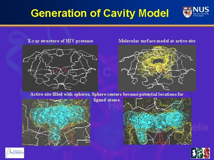 Generation of Cavity Model X-ray structure of HIV protease Molecular surface model at active