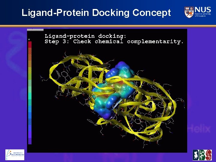 Ligand-Protein Docking Concept 