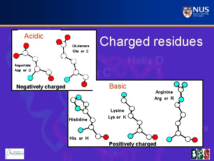Acidic Negatively charged Charged residues Basic Positively charged 