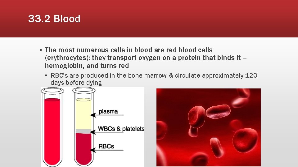 33. 2 Blood ▪ The most numerous cells in blood are red blood cells