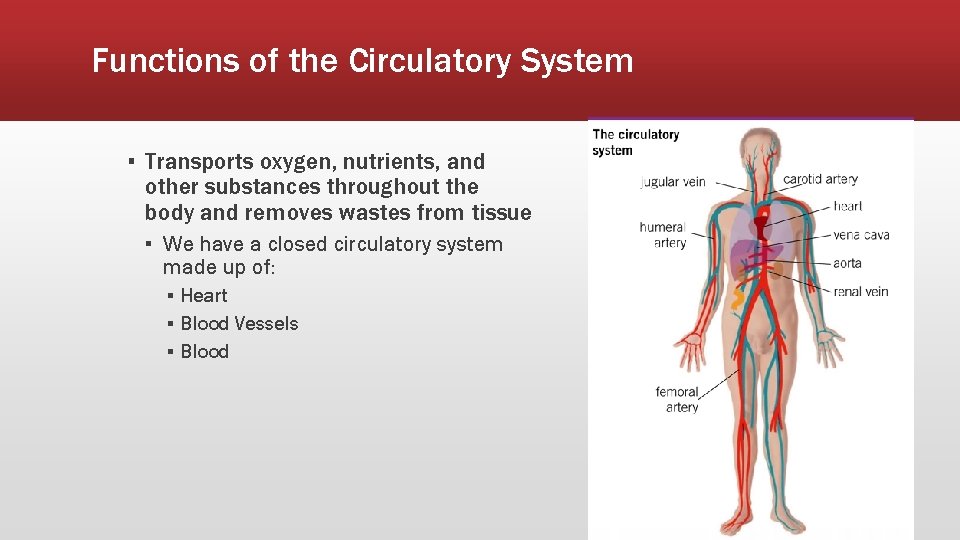 Functions of the Circulatory System ▪ Transports oxygen, nutrients, and other substances throughout the