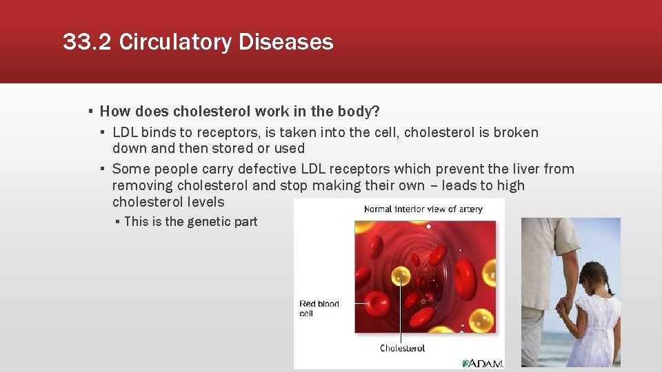 33. 2 Circulatory Diseases ▪ How does cholesterol work in the body? ▪ LDL