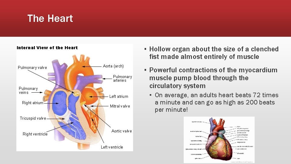 The Heart ▪ Hollow organ about the size of a clenched fist made almost