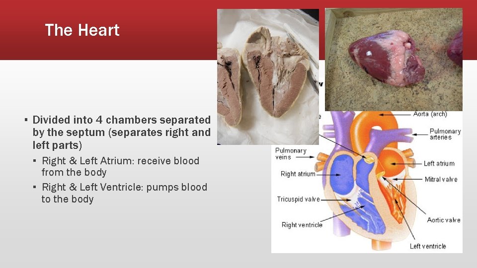The Heart ▪ Divided into 4 chambers separated by the septum (separates right and