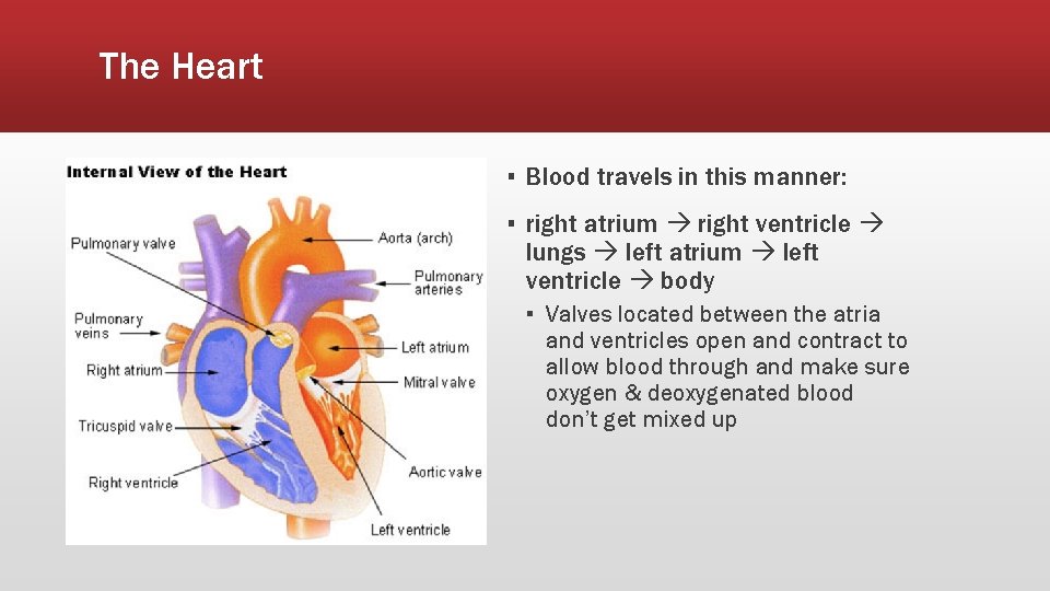 The Heart ▪ Blood travels in this manner: ▪ right atrium right ventricle lungs