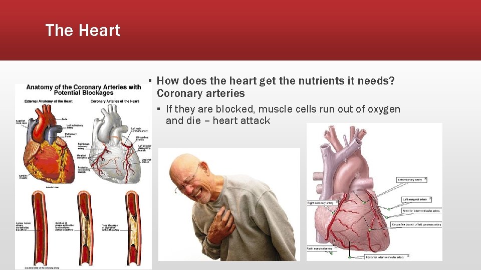 The Heart ▪ How does the heart get the nutrients it needs? Coronary arteries