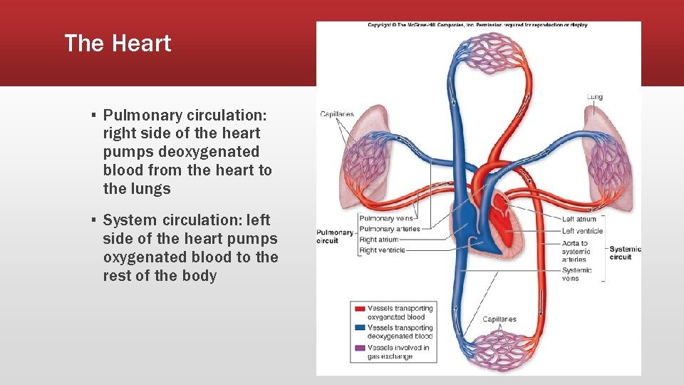 The Heart ▪ Pulmonary circulation: right side of the heart pumps deoxygenated blood from