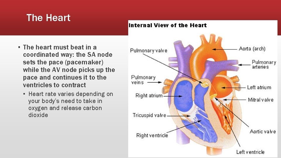 The Heart ▪ The heart must beat in a coordinated way: the SA node