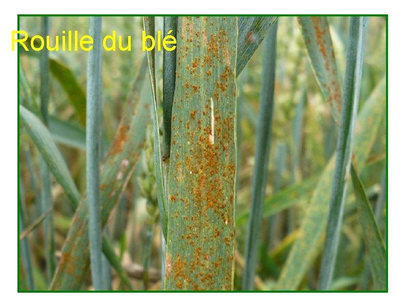 Rouille du blé 