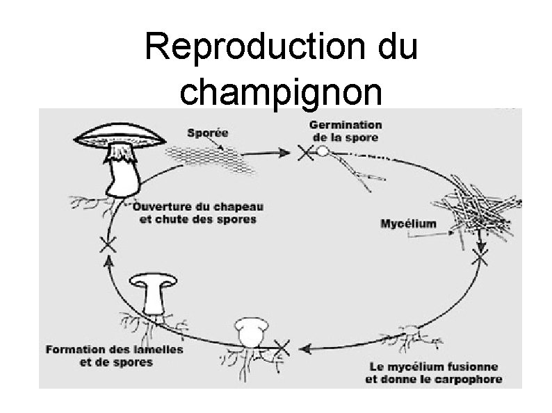 Reproduction du champignon 