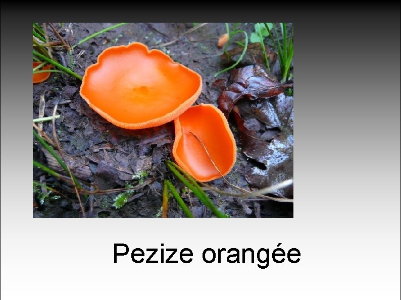 Pezize orangée 