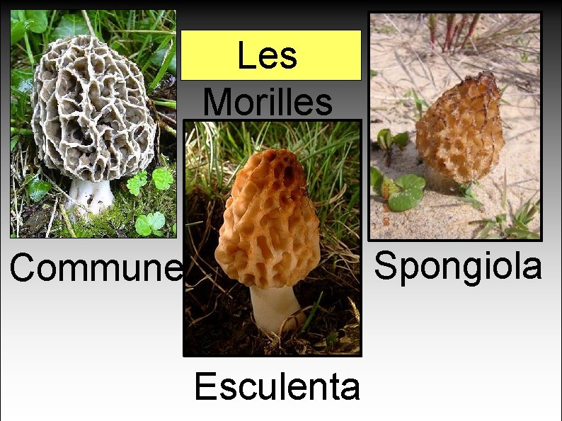 Les Morilles Spongiola Commune Esculenta 