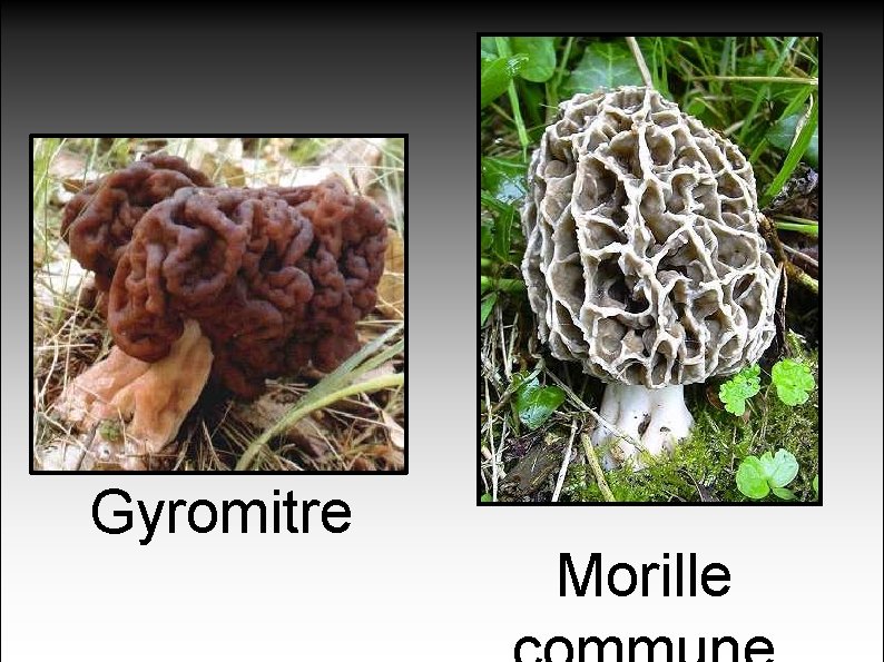 Gyromitre Morille 