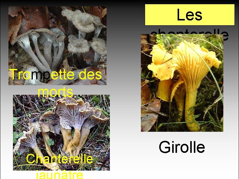 Les chanterelle s Trompette des morts Chanterelle Girolle 