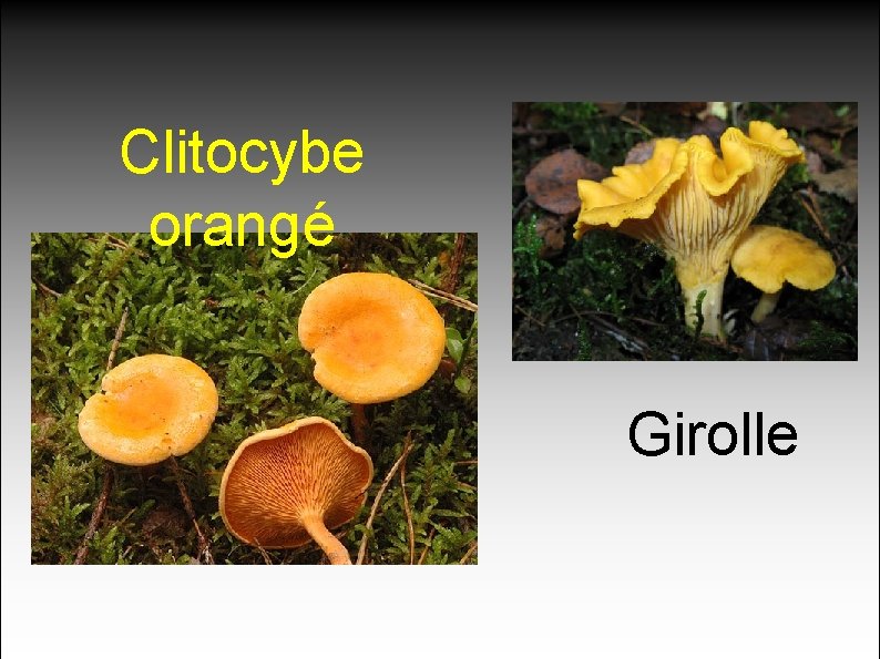 Clitocybe orangé Girolle 