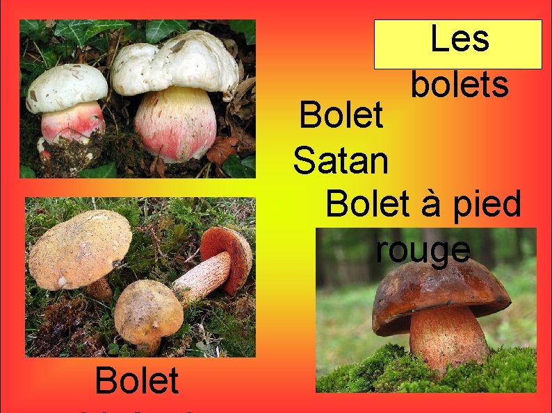 Les bolets Bolet Satan Bolet à pied rouge Bolet 