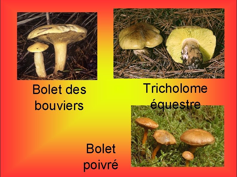 Bolet des bouviers Bolet poivré Tricholome équestre 