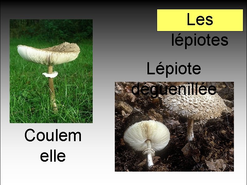 Les lépiotes Lépiote déguenillée Coulem elle 