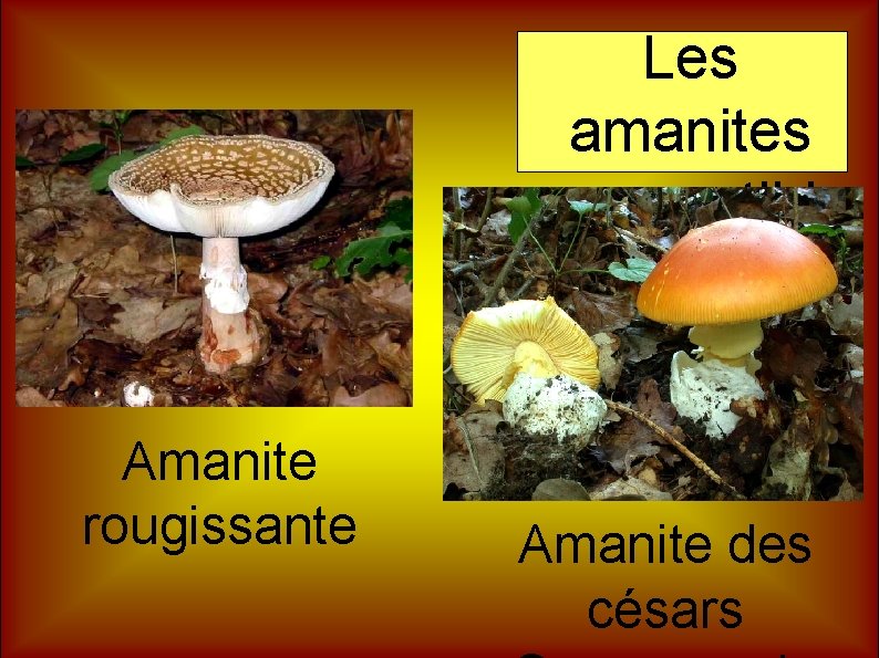 Les amanites comestibl es Amanite rougissante Amanite des césars 