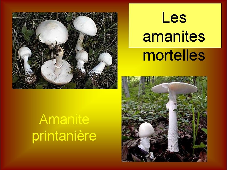 Les amanites mortelles Amanite printanière 