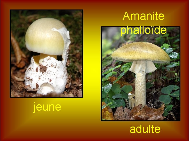 Amanite phalloïde jeune adulte 