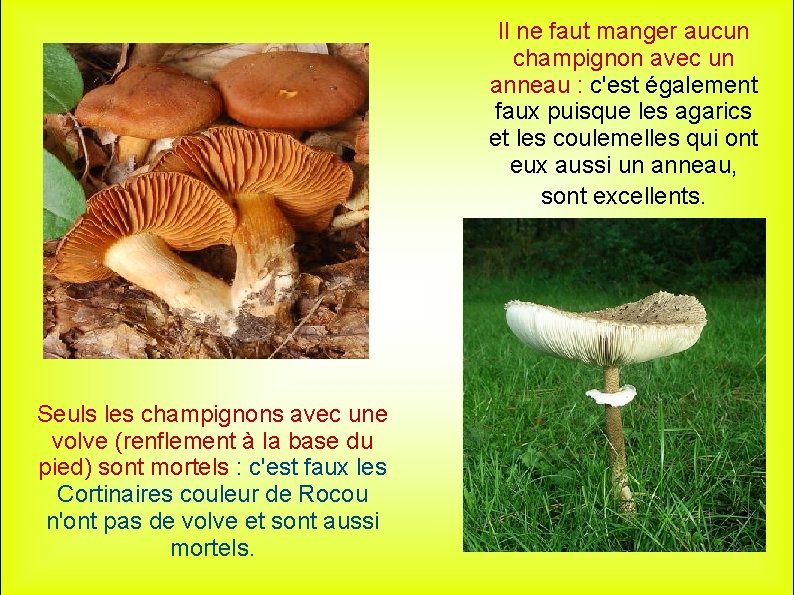 Il ne faut manger aucun champignon avec un anneau : c'est également faux puisque