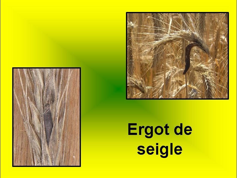 Ergot de seigle 