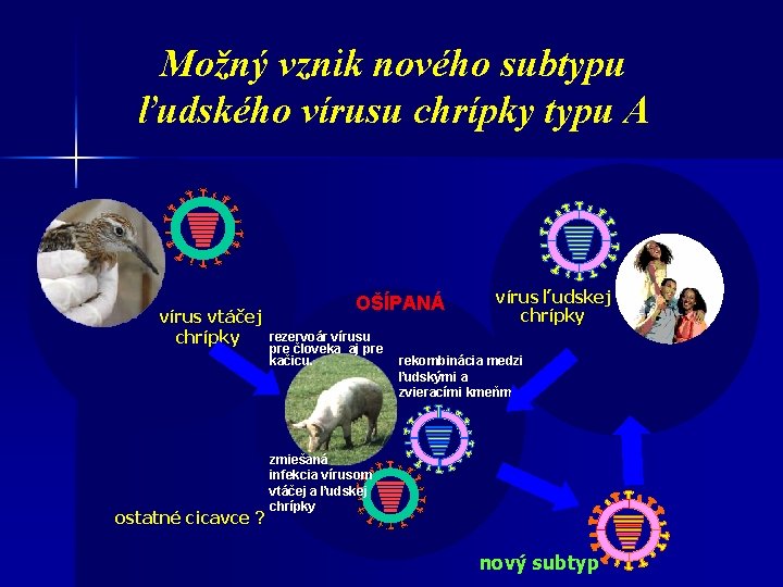 Možný vznik nového subtypu ľudského vírusu chrípky typu A vírus vtáčej chrípky ostatné cicavce