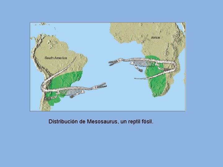 Distribución de Mesosaurus, un reptil fósil. 
