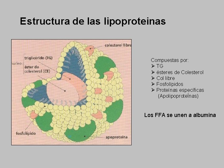 Estructura de las lipoproteinas Compuestas por: Ø TG Ø ésteres de Colesterol Ø Col