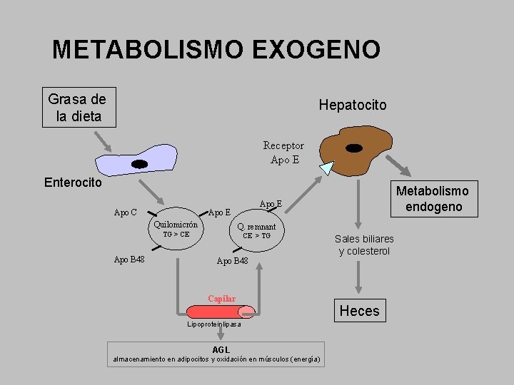 METABOLISMO EXOGENO Grasa de la dieta Hepatocito Receptor Apo E Enterocito Apo C Q.