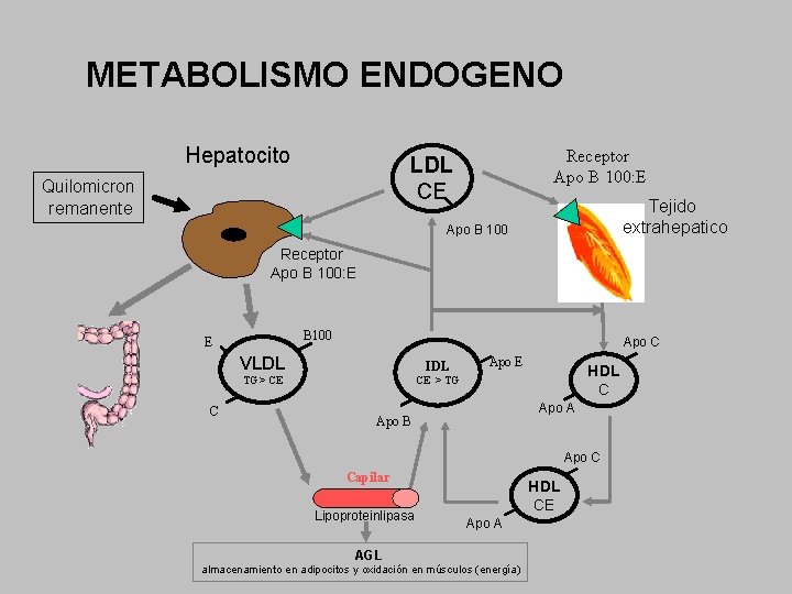METABOLISMO ENDOGENO Hepatocito Receptor Apo B 100: E LDL CE Quilomicron remanente Tejido extrahepatico