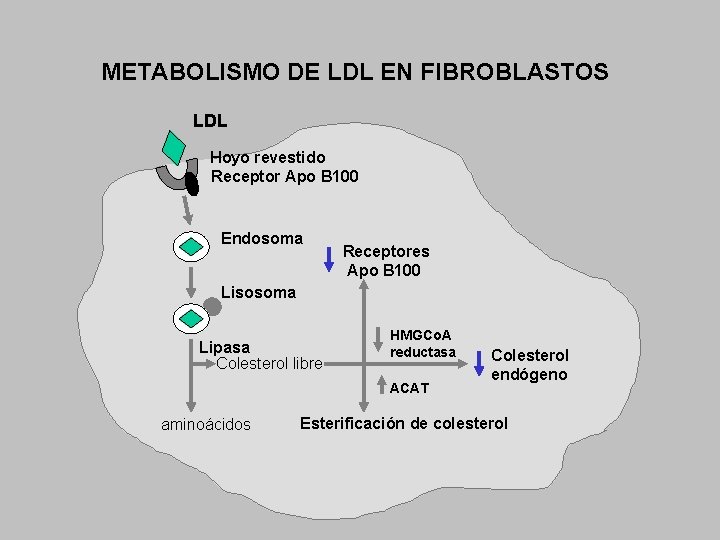 METABOLISMO DE LDL EN FIBROBLASTOS LDL Hoyo revestido Receptor Apo B 100 Endosoma Receptores