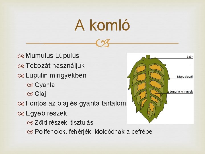 A komló Mumulus Lupulus Tobozát használjuk Lupulin mirigyekben Gyanta Olaj Fontos az olaj és
