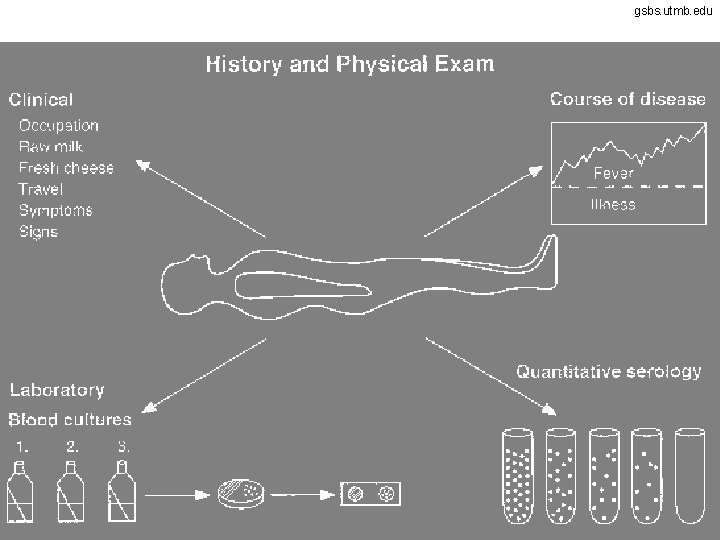 gsbs. utmb. edu 