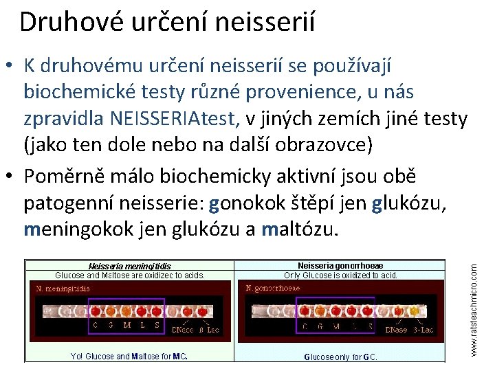 Druhové určení neisserií www. ratsteachmicro. com • K druhovému určení neisserií se používají biochemické