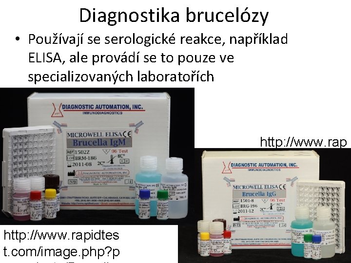 Diagnostika brucelózy • Používají se serologické reakce, například ELISA, ale provádí se to pouze