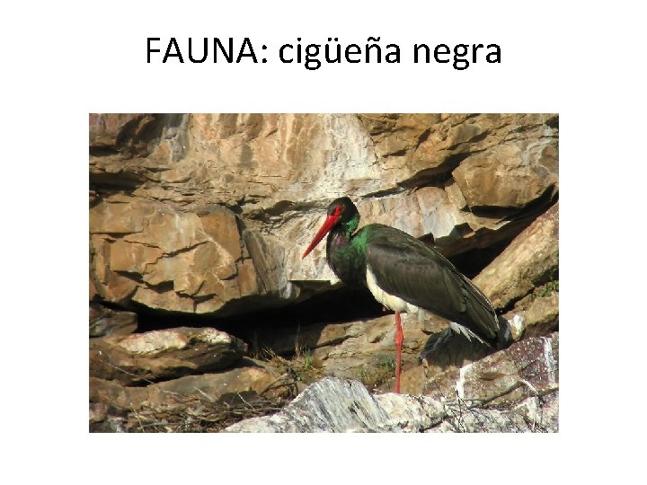 FAUNA: cigüeña negra 